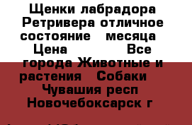 Щенки лабрадора Ретривера отличное состояние 2 месяца › Цена ­ 30 000 - Все города Животные и растения » Собаки   . Чувашия респ.,Новочебоксарск г.